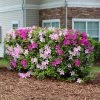 Fast Growing Trees Azalea Shrubs Conversation Piece Azalea