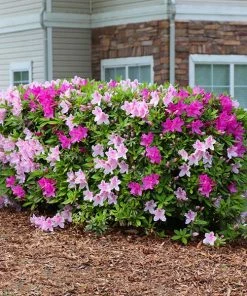 Fast Growing Trees Azalea Shrubs Conversation Piece Azalea