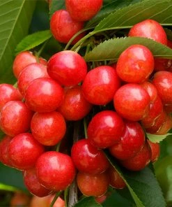 Fast Growing Trees Coral Champagne Cherry Tree Cherry Trees