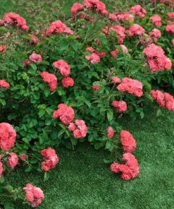 Fast Growing Trees Coral Drift® Rose See All Shrubs & Hedges