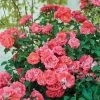 Fast Growing Trees Coral Drift® Rose See All Shrubs & Hedges
