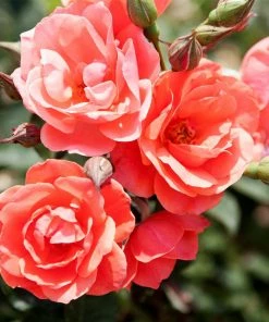 Fast Growing Trees Coral Knock Out® Rose Shrub