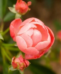 Fast Growing Trees Coral Knock Out® Rose Shrub