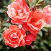 Fast Growing Trees Coral Knock Out® Rose Shrub