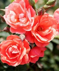 Fast Growing Trees Coral Knock Out® Rose Shrub