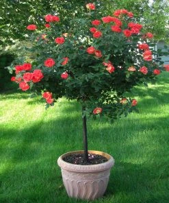 Fast Growing Trees Coral Knock Out® Rose Tree