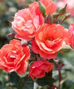 Fast Growing Trees Coral Knock Out® Rose Tree