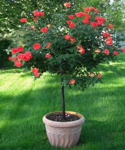 Fast Growing Trees Coral Knock Out® Rose Tree