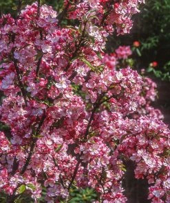 Fast Growing Trees Coralburst® Crabapple Crabapple Trees