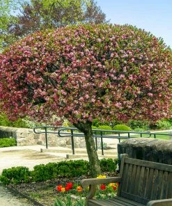 Fast Growing Trees Coralburst® Crabapple Crabapple Trees