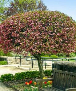 Fast Growing Trees Coralburst® Crabapple Crabapple Trees