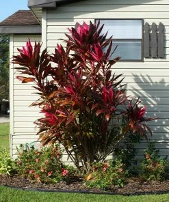 Fast Growing Trees Hawaiian Ti Plant