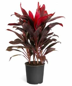 Fast Growing Trees Hawaiian Ti Plant