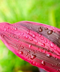 Fast Growing Trees Hawaiian Ti Plant