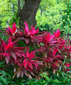 Fast Growing Trees Hawaiian Ti Plant