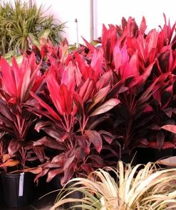 Fast Growing Trees Hawaiian Ti Plant