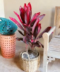 Fast Growing Trees Hawaiian Ti Plant