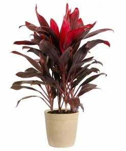 Fast Growing Trees Hawaiian Ti Plant