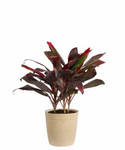 Fast Growing Trees Hawaiian Ti Plant