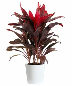 Fast Growing Trees Hawaiian Ti Plant