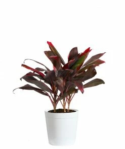 Fast Growing Trees Hawaiian Ti Plant