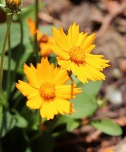 Fast Growing Trees Nana Coreopsis (Tickseed) Plant
