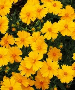 Fast Growing Trees Nana Coreopsis (Tickseed) Plant