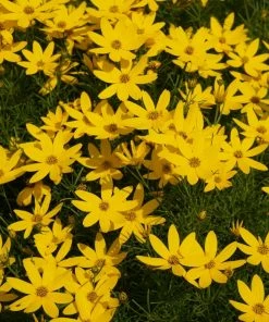 Fast Growing Trees See All Shrubs & Hedges Threadleaf Coreopsis Plant
