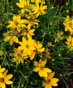 Fast Growing Trees See All Shrubs & Hedges Threadleaf Coreopsis Plant