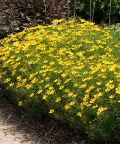 Fast Growing Trees See All Shrubs & Hedges Threadleaf Coreopsis Plant