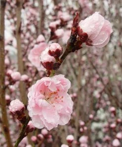 Fast Growing Trees Corinthian Rose Double Flowering Peach Tree