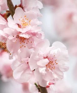 Fast Growing Trees Corinthian Rose Double Flowering Peach Tree