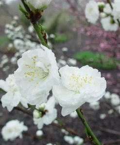 Fast Growing Trees Corinthian White Double Flowering Peach Tree