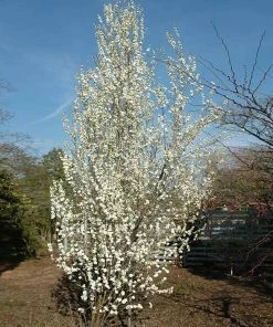 Fast Growing Trees Corinthian White Double Flowering Peach Tree