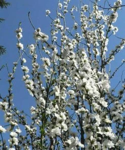 Fast Growing Trees Corinthian White Double Flowering Peach Tree