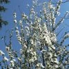 Fast Growing Trees Corinthian White Double Flowering Peach Tree