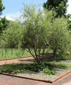 Fast Growing Trees Corkscrew Willow Tree Willow Trees 10 Fast Growing Trees Corkscrew Willow Tree Willow Trees