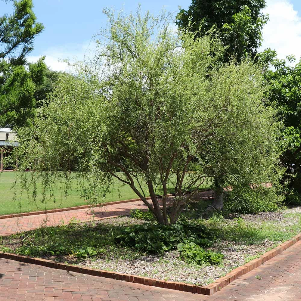 Fast Growing Trees Corkscrew Willow Tree Willow Trees 5 Fast Growing Trees Corkscrew Willow Tree Willow Trees