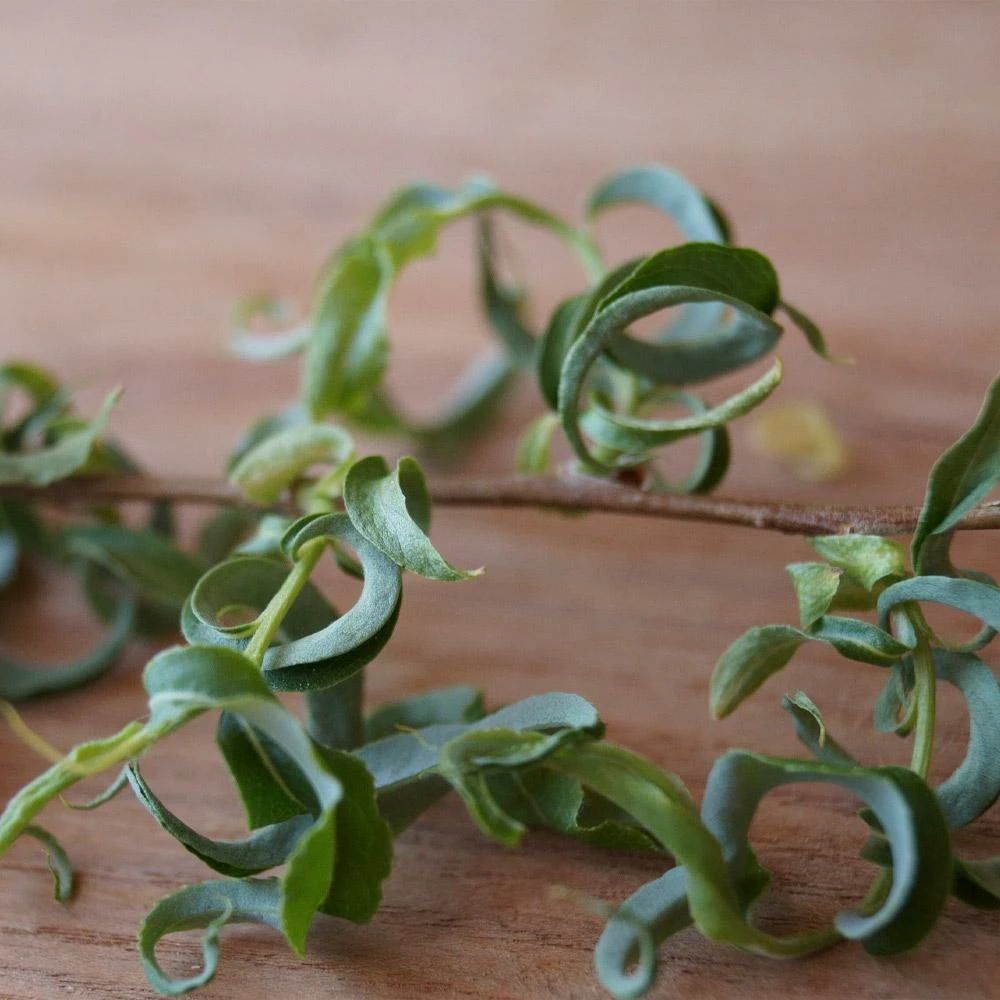 Fast Growing Trees Corkscrew Willow Tree Willow Trees 7 Fast Growing Trees Corkscrew Willow Tree Willow Trees