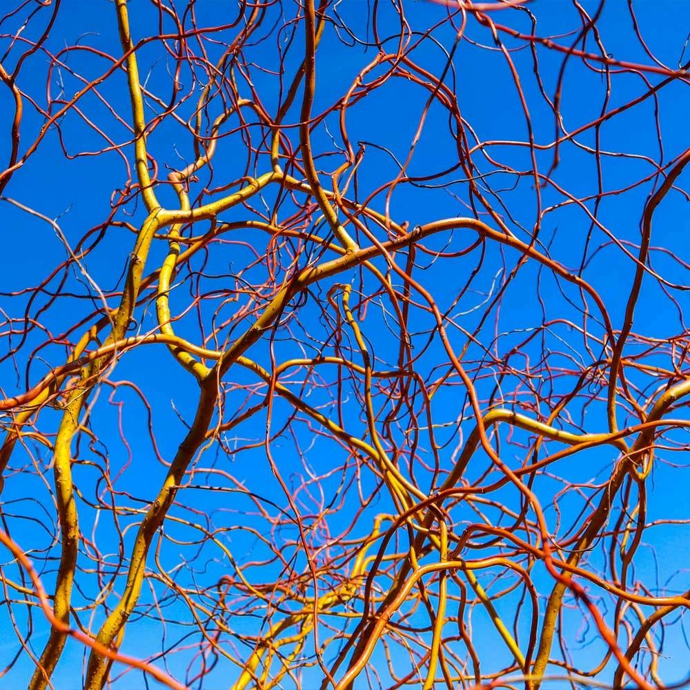 Fast Growing Trees Corkscrew Willow Tree Willow Trees 8 Fast Growing Trees Corkscrew Willow Tree Willow Trees