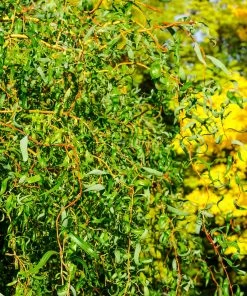 Fast Growing Trees Corkscrew Willow Tree Willow Trees 11 Fast Growing Trees Corkscrew Willow Tree Willow Trees