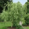 Fast Growing Trees Corkscrew Willow Tree Willow Trees
