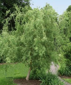 Fast Growing Trees Corkscrew Willow Tree Willow Trees