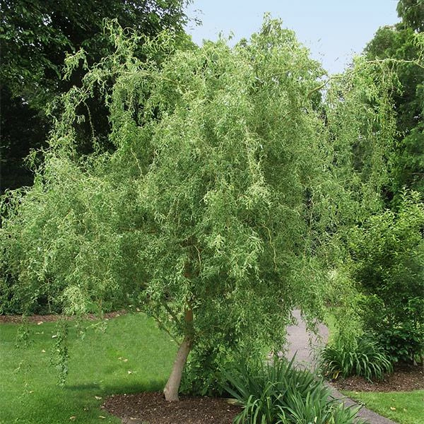 Fast Growing Trees Corkscrew Willow Tree Willow Trees 3 Fast Growing Trees Corkscrew Willow Tree Willow Trees