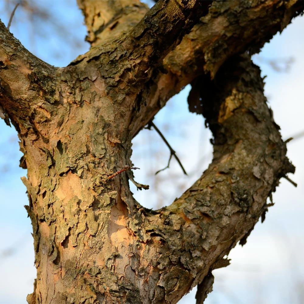 Fast Growing Trees Cornelian Cherry Dogwood Tree See All Fruit Trees 9 Fast Growing Trees Cornelian Cherry Dogwood Tree See All Fruit Trees