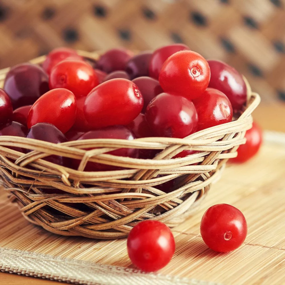 Fast Growing Trees Cornelian Cherry Dogwood Tree See All Fruit Trees 6 Fast Growing Trees Cornelian Cherry Dogwood Tree See All Fruit Trees