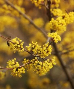 Fast Growing Trees Cornelian Cherry Dogwood Tree See All Fruit Trees