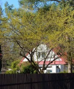 Fast Growing Trees Cornelian Cherry Dogwood Tree See All Fruit Trees 14 Fast Growing Trees Cornelian Cherry Dogwood Tree See All Fruit Trees