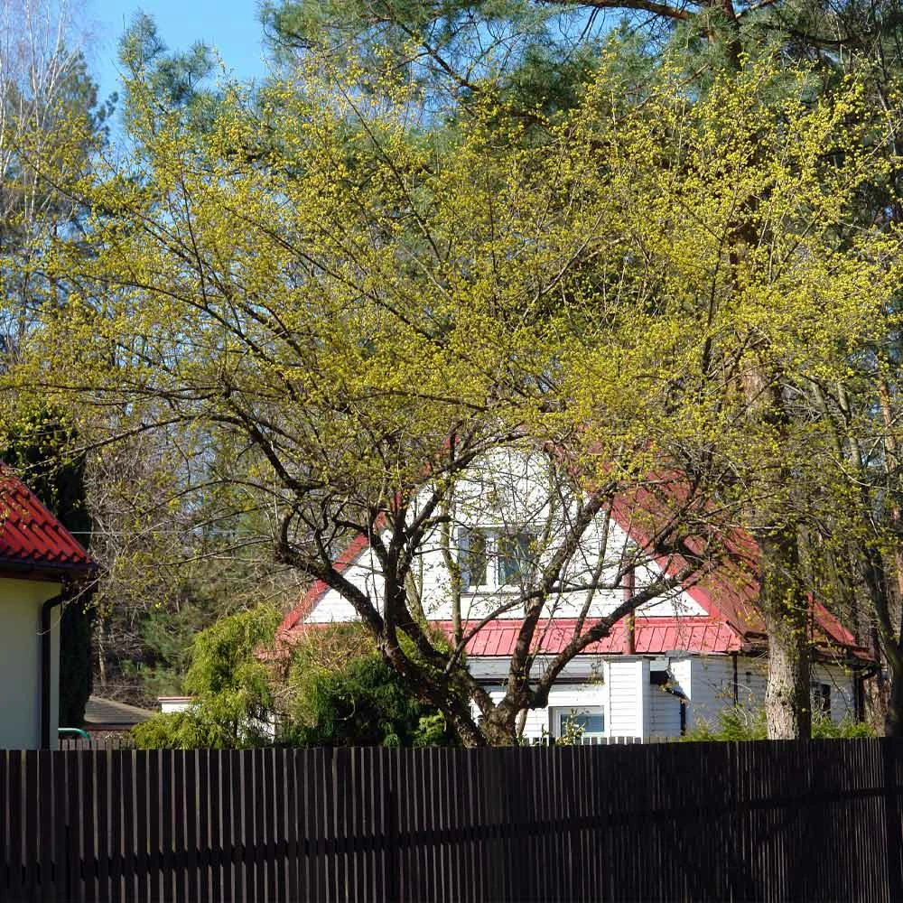 Fast Growing Trees Cornelian Cherry Dogwood Tree See All Fruit Trees 8 Fast Growing Trees Cornelian Cherry Dogwood Tree See All Fruit Trees