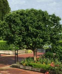 Fast Growing Trees Cornelian Cherry Dogwood Tree See All Fruit Trees 13 Fast Growing Trees Cornelian Cherry Dogwood Tree See All Fruit Trees